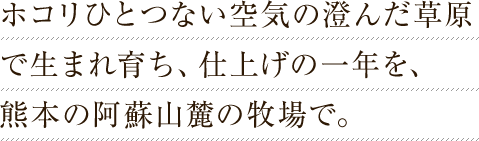 ホコリひとつない空気の澄んだ草原で生まれ育ち、仕上げの一年を熊本の阿蘇山麓の牧場で。